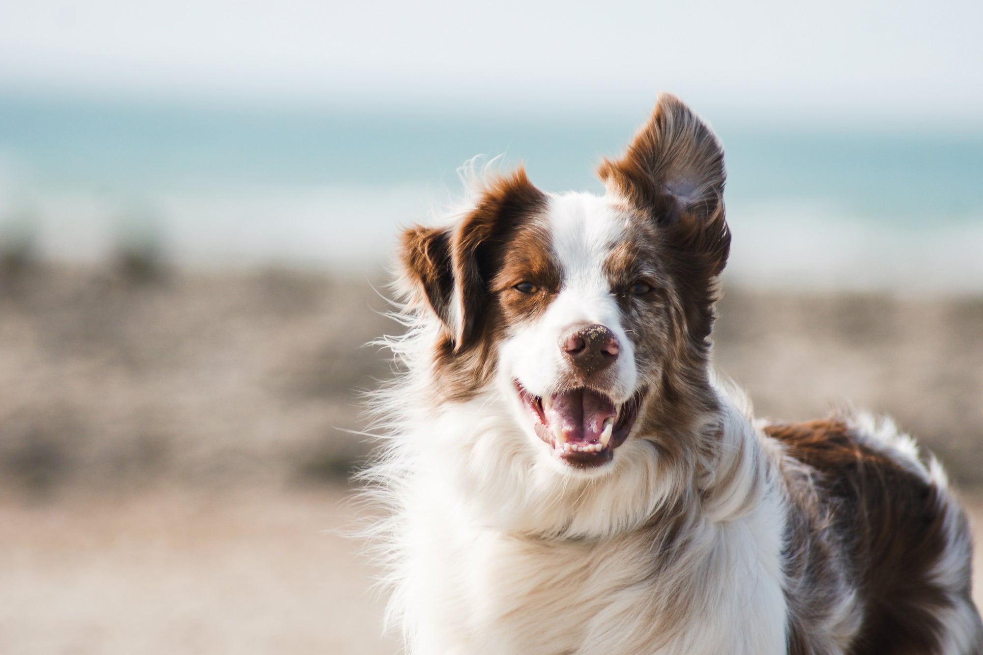 Magnesium & Animals